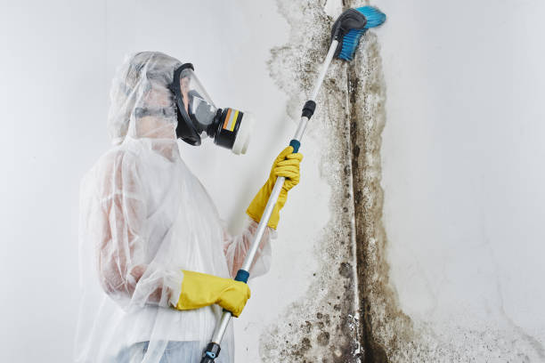 Best Affordable Mold Removal  in Evansburg, PA