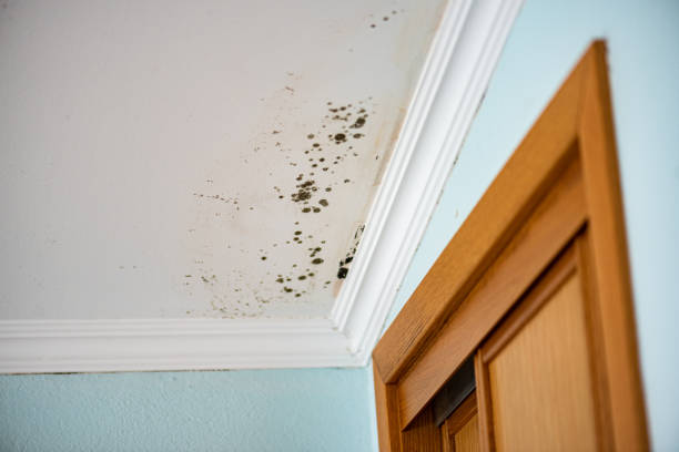 Evansburg, PA Mold Removal Company