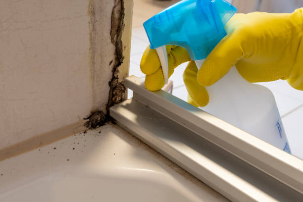 Best Same-Day Mold Removal  in Evansburg, PA
