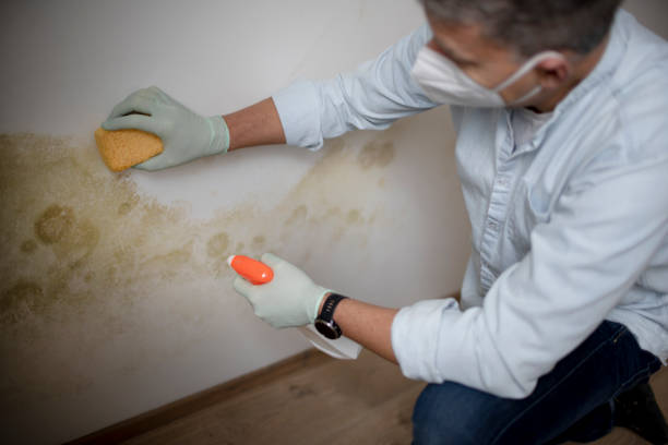 Crawl Space Mold Removal in Evansburg, PA