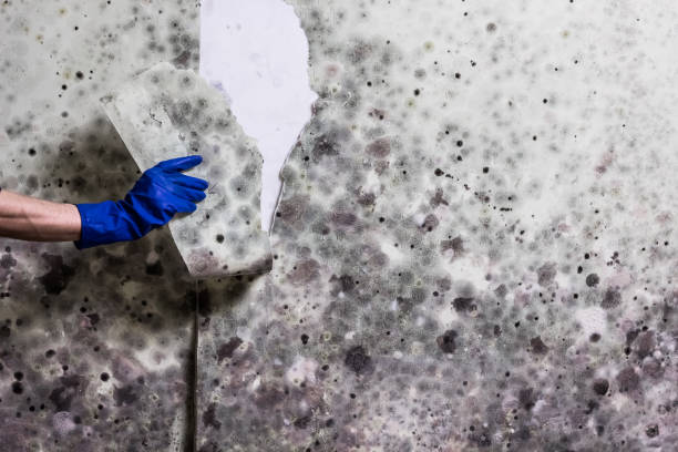 Best Mold Removal Company Near Me  in Evansburg, PA