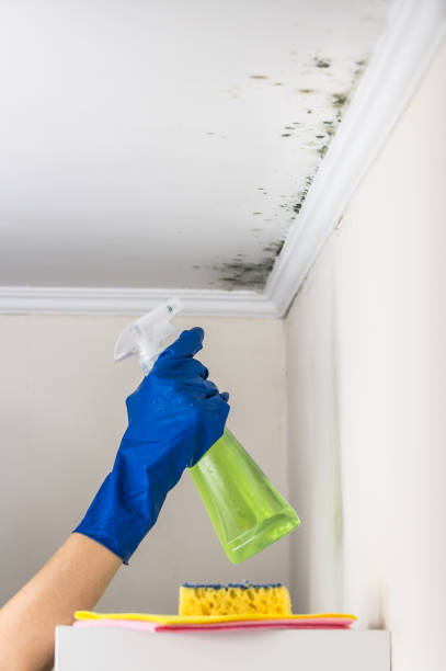 Best Professional Mold Removal  in Evansburg, PA
