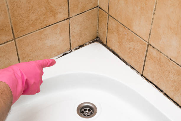 Best Certified Mold Removal  in Evansburg, PA