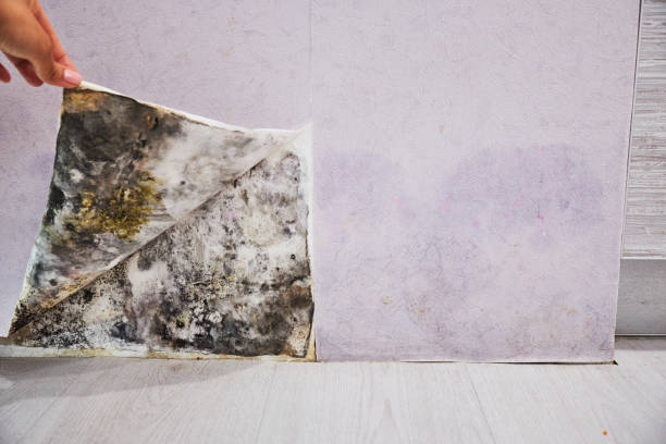 Best Best Mold Removal Companies  in Evansburg, PA